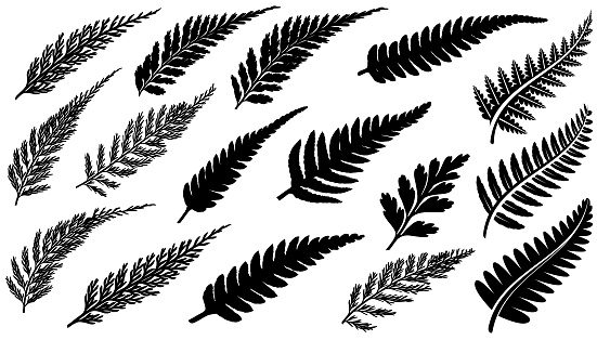 New Zealand Fern vector illustration icons using real ferns and illustrations