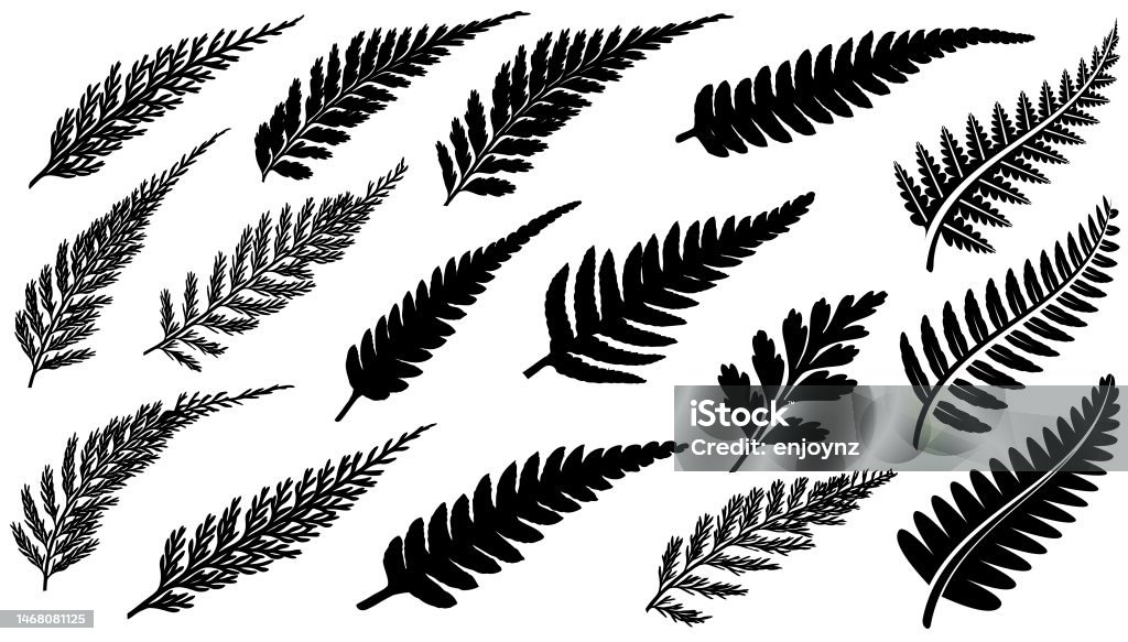 New Zealand Fern vectors New Zealand Fern vector illustration icons using real ferns and illustrations Fern stock vector