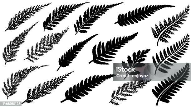 New Zealand Fern Vectors Stock Illustration - Download Image Now - Fern, Black Color, Silver Colored