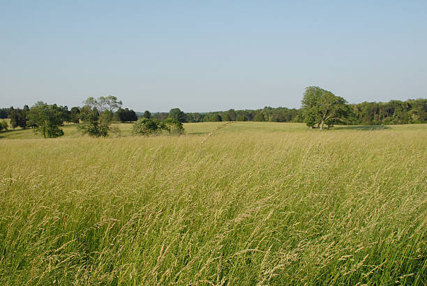 Near sunset on a perfect early summer's day, a strong breeze blows grain stalks growing atop Henry Hill at Manassas National Battlefield Park in Manassas, Virginia. This bucolic scene witnessed bloody combat on July 21, 1862 and August 30, 1862.