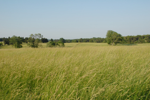 Green Wheat field