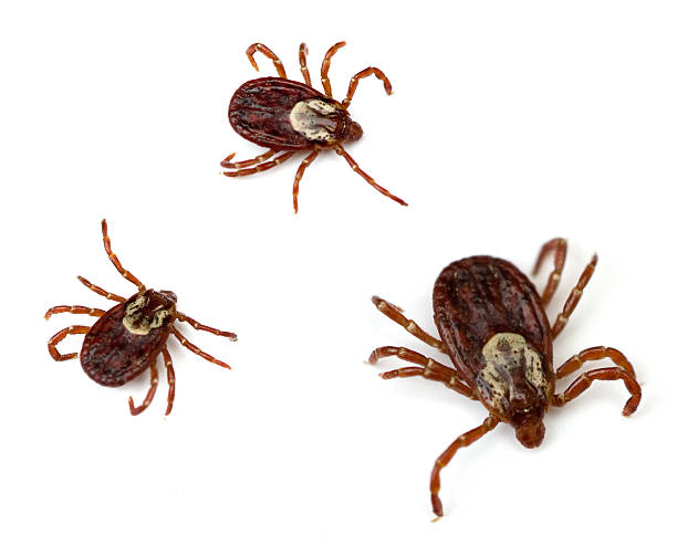 Three American dog ticks on white background Three American Dog Ticks (Dermacentor variabilis) isolated on white background. tick animal photos stock pictures, royalty-free photos & images