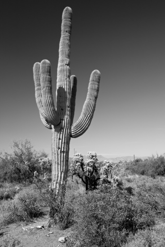 This is a photograph of a Saguaro cactus that was taken in Tonto National Forest using a circular polarizing filter.