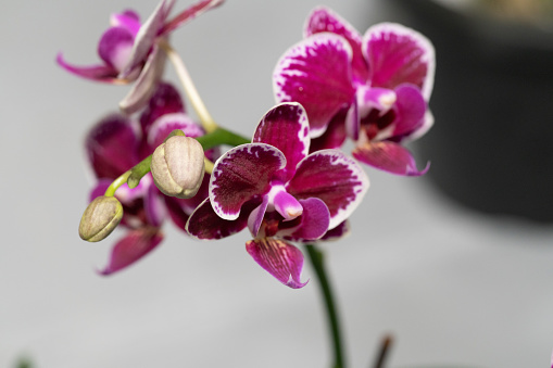 Close up of pink orchids.