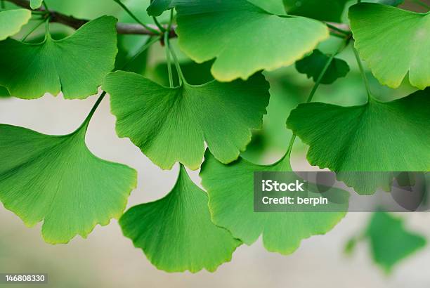 Ginkgo Biloba Hojas Foto de stock y más banco de imágenes de Ayurveda - Ayurveda, Belleza de la naturaleza, Botánica