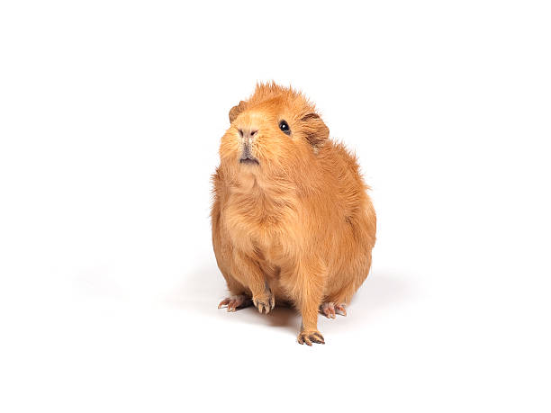 Guinea pig sniffs stock photo