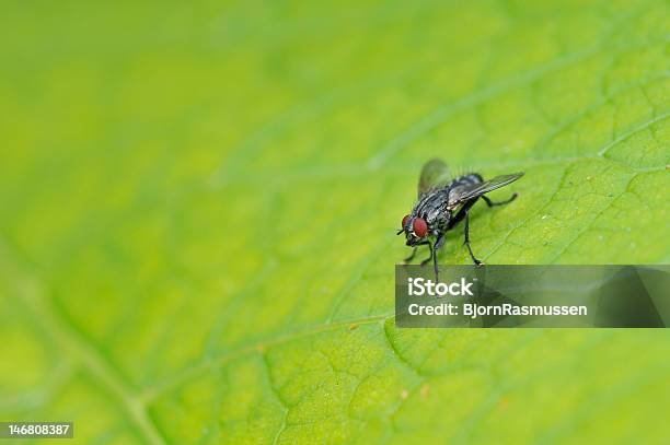 Fly Stockfoto und mehr Bilder von Kriebelmücke - Kriebelmücke, Blatt - Pflanzenbestandteile, Dunkel