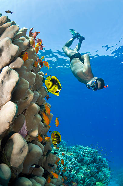 istock Snorkeling with butterflies 146808446