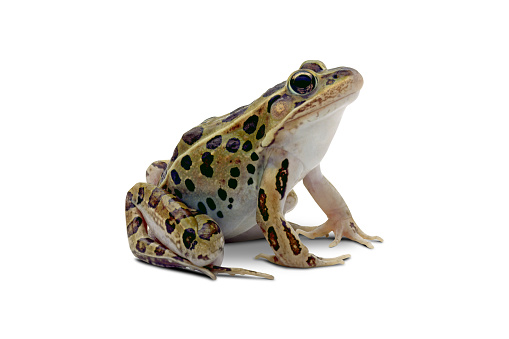 A leopard frog isolated on a white background.