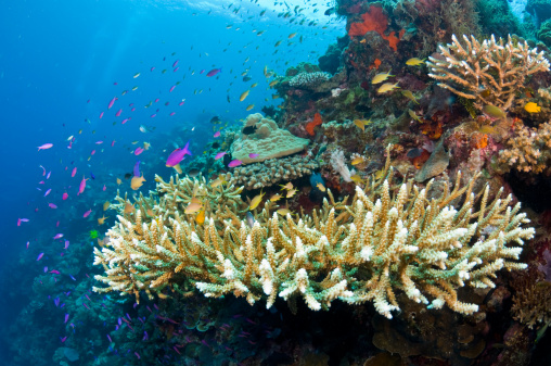Staghorn coral and anthia fish in Philippines.