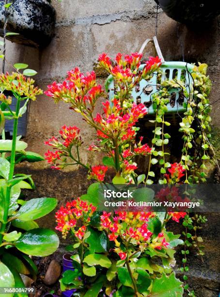 Kalanchoe Crenata Stock Photo - Download Image Now - Backgrounds, Beauty, Beauty In Nature