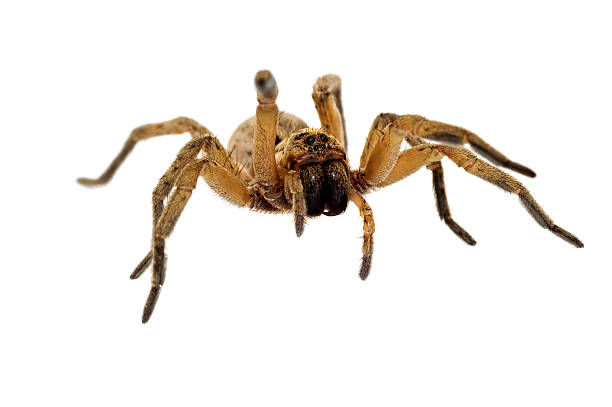 istock brown spider isolated on white background close-up 146808637