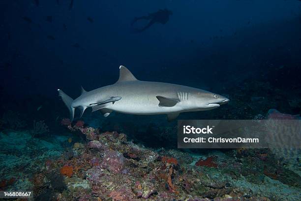 Whitetip Reef Shark - zdjęcia stockowe i więcej obrazów Bez ludzi - Bez ludzi, Celebes Sea, Fotografika