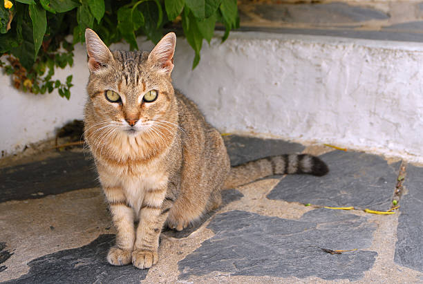 Kitten on the street stock photo