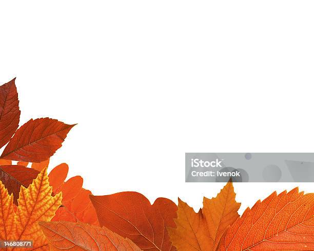 Mixed Autumn Leaf Frame Stock Photo - Download Image Now - Acacia Tree, Autumn, Border - Frame
