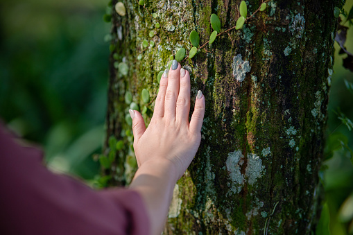 close up of female hand touching a thick tree trunk in tropical rainforest
