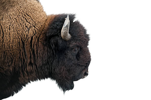 istock American Bison in Yellowstone National Park 146808853