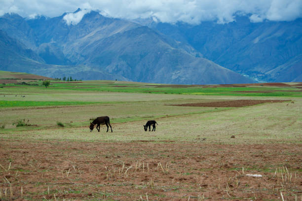 Beautiful landscape in Anja Community Reserve before sun set. Madagascar