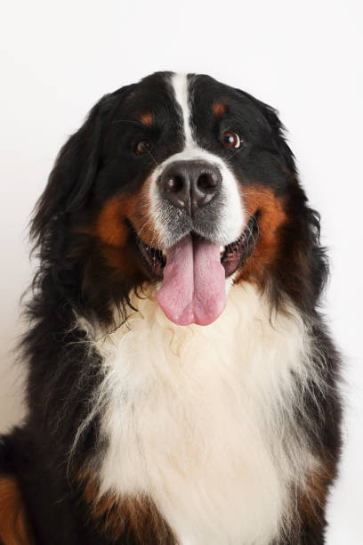 istock Photo Bernese Mountain Dog on a white background. 1468089068