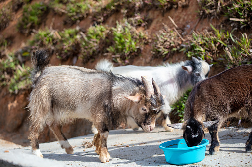 Capra Aegagrus Hircus, Miniature Goat in conservation farm environment. Animal preservation. Sustainable living. Environmental conservation.