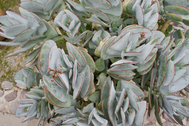 istock view from top of a succulent plant with buds 1468090794