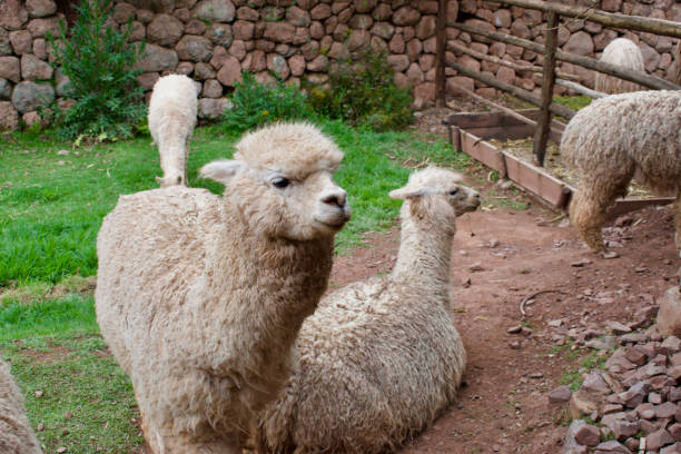istock alpacas and llamas on a farm close up 1468090890