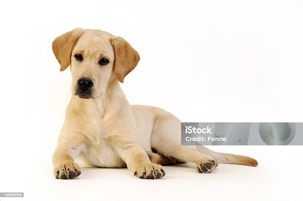 Yellow Labrador retriever Welpe - Lizenzfrei Gelber Labrador Stock-Foto