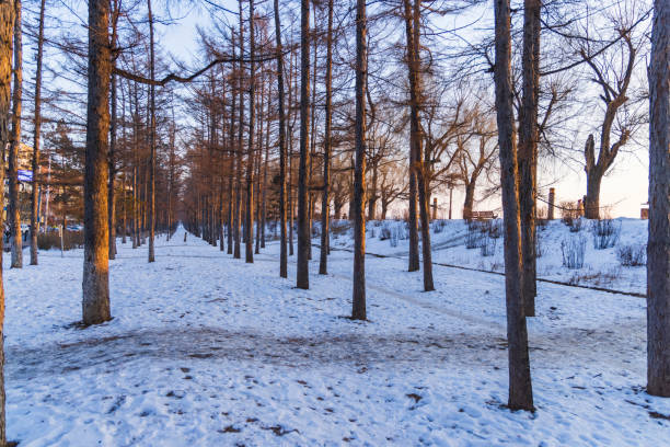 The fir forest after the snow