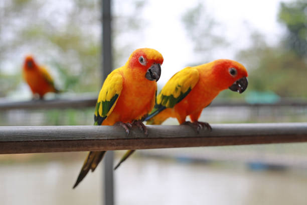 istock Macaw birds animal catch on iron railing in zoo. 1468092889