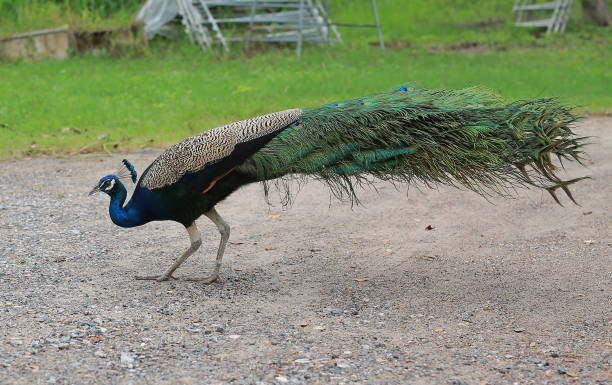 istock The elegant Peacock in the garden. 1468092894