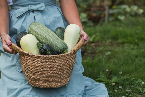 Hands of a girl with a wicker basket close-up. A farmer's wife in a cotton apron holds zucchini. The concept of harvesting in summer and autumn.