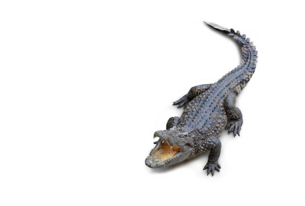 istock Crocodile isolated on white background. Image with Clipping path. 1468093212