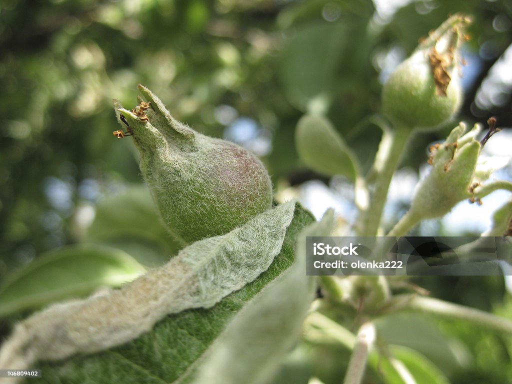 Prima di mele - Foto stock royalty-free di Acerbo