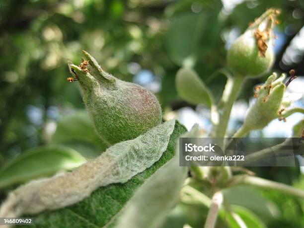 Em Primeiro Lugar Às Maçãs - Fotografias de stock e mais imagens de Ao Ar Livre - Ao Ar Livre, Colheita, Flora