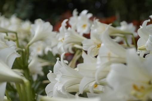 White lilies bloom from April to May in Okinawa.