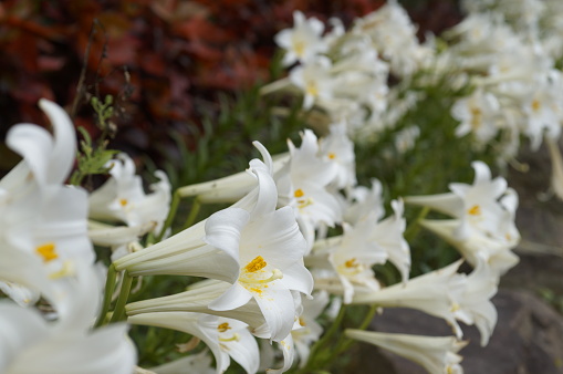 In Okinawa, white lilies bloom from April to May, a special flower in Okinawa.