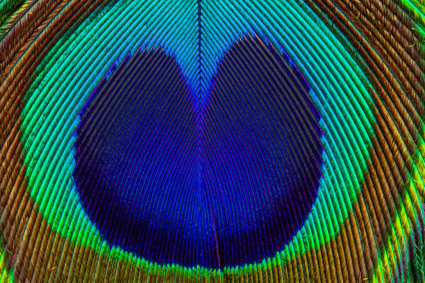 Peacock feather closeup in full frame. Peafowl feather. Colorful feather.