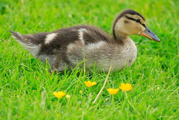 duck on the grass stock photo