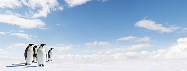 istock Panoramic of Emperor Penguins waddling along a snowy plain 146809458