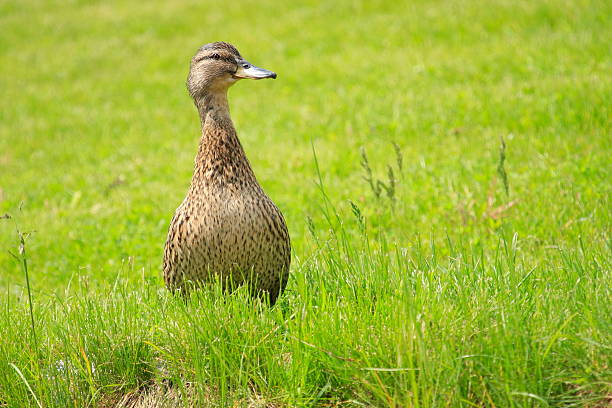 duck on the grass stock photo