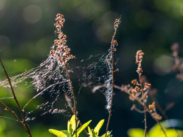 istock Graceful dry tree branch with cobwebs in the sunset light 1468095809