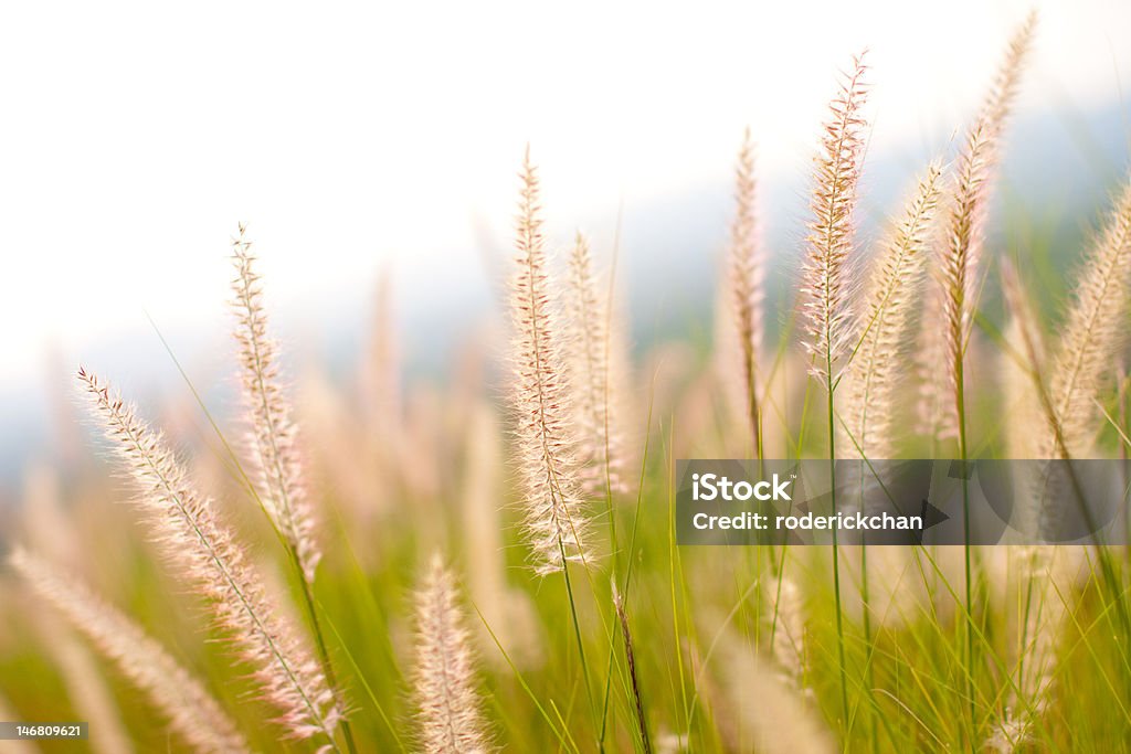 Grass Family Family of Grass on the hill in Khao-Yai Thailand. Agricultural Field Stock Photo