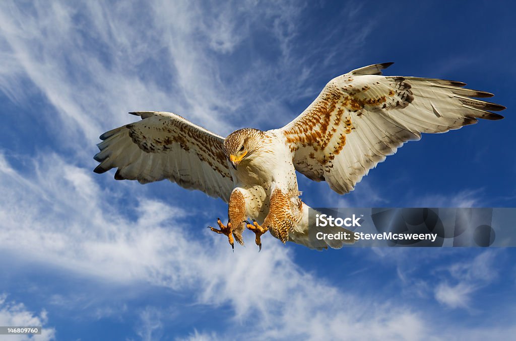 Ferruginous attack Large Ferruginous Hawk in attack mode with blue sky Hawk - Bird Stock Photo