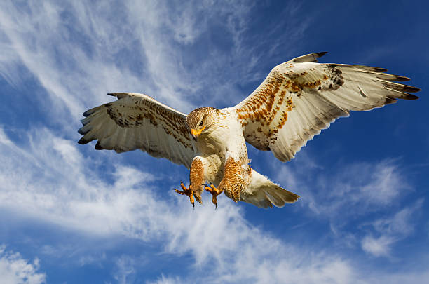 Ferruginous attack Large Ferruginous Hawk in attack mode with blue sky hawk bird photos stock pictures, royalty-free photos & images