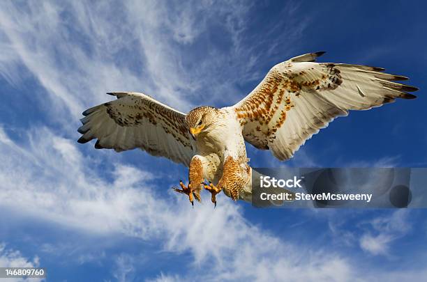 Ferruginous Attack Stock Photo - Download Image Now - Hawk - Bird, Bird of Prey, Flying
