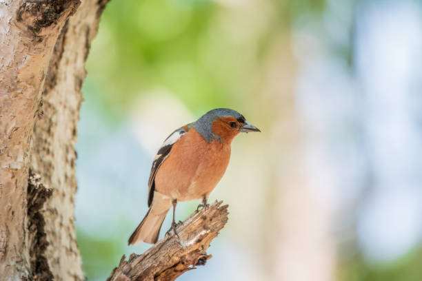 istock Common chaffinch, Fringilla coelebs, sits on a tree. Common chaffinch in wildlife. 1468097809