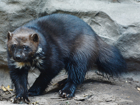 Seasonal closeup of a North American wolverine on exhibit at the Minnesota Zoological Garden.