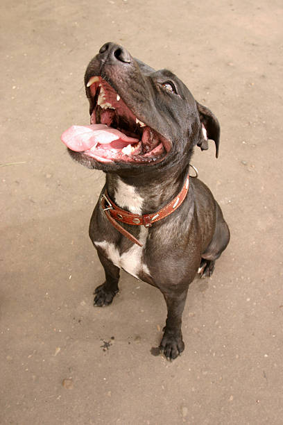 istock Picture of a brown pit bull terrier sitting on concrete 146809929