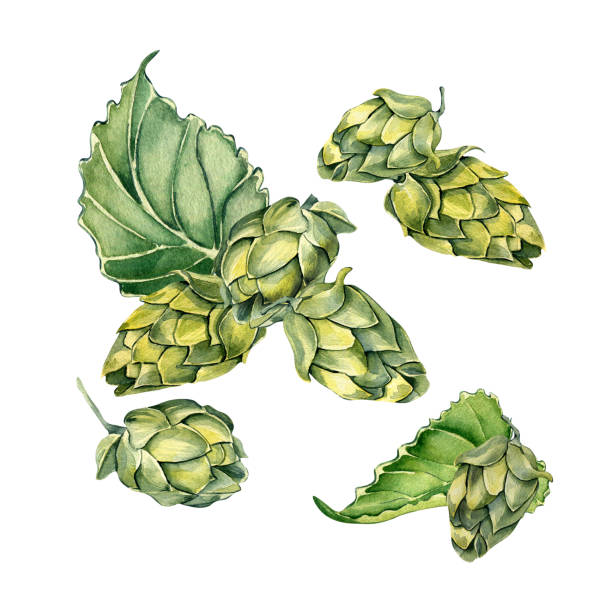 Hop cones and leaves watercolor illustration isolated on white background. Hop cones and leaves watercolor illustration isolated on white background. Malt, humulus hand drawn. Design element for advertising beer festival, label, menu, packaging, St Patrick's day. water colour beer hops stock illustrations