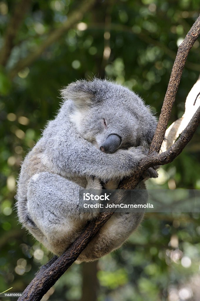 koala - Zbiór zdjęć royalty-free (Koala)